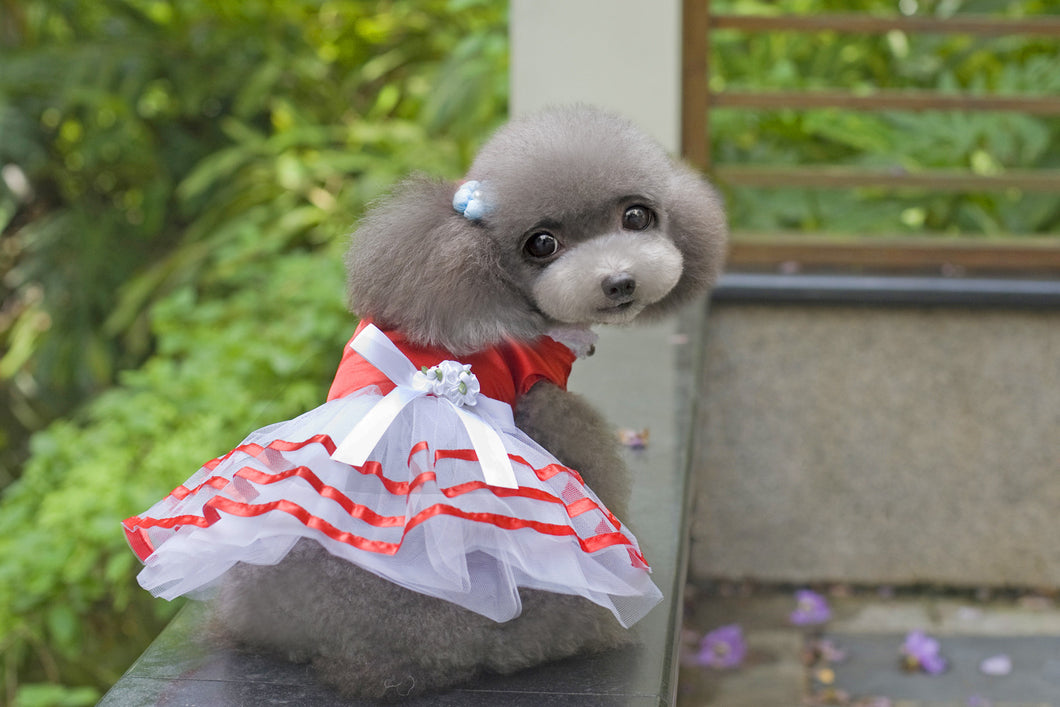 Ribbon Trimmed Tea Party Dress for Dogs and Cats